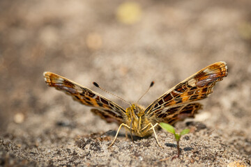 Macro shots, Beautiful nature scene. Closeup beautiful butterfly sitting on the ground in a summer garden. Araschnia levana. A closeup of a map butterfly (Araschnia levana) with open wings