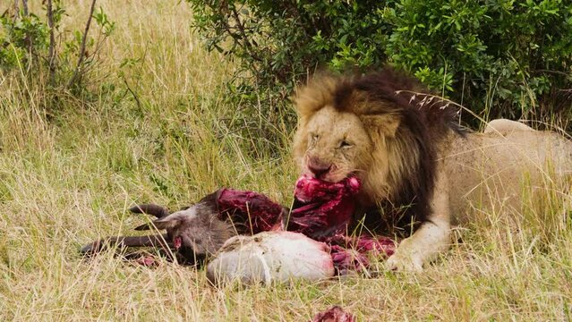 Bloody Male African Lion eats and chews a recently killed Red Lechwe antelope in the African savannah, close up.