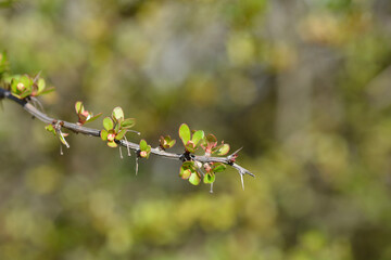 Japanese barberry