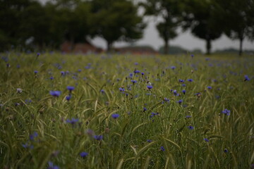 Cornflower field, a rural field dotted with blue flowers