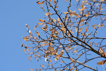 Broad-leaved lime