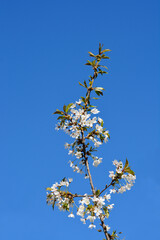 Sweet cherry