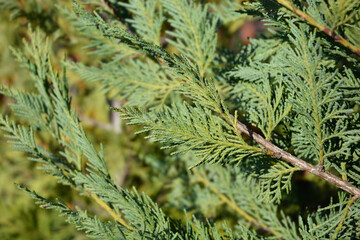 Leyland cypress