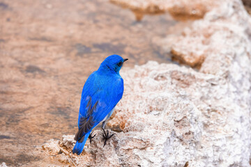 Small Colorful Bird at Hot Spring Landscape with unique ground formation. Mammoth Hot Springs, Yellowstone National Park, Wyoming, United States.
