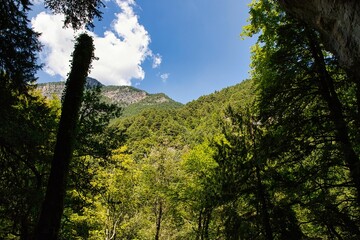 Obraz premium Große grüne Bäume mit blauem Himmel, Olymp Griechenland 