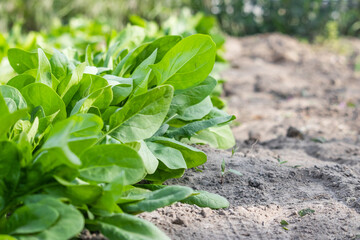 Spinach growing in garden. Fresh natural leaves of spinach growing in summer garden. Young spinach leaves close up. 