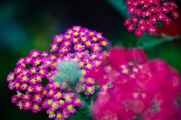 close up of a pink flower