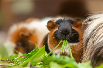 Portrait of a cute guinea eating vegetables in summer outdoors, cavia porcellus - obrazy, fototapety, plakaty