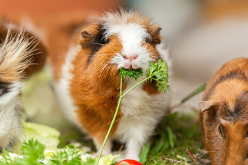 Portrait of a cute guinea eating vegetables in summer outdoors, cavia porcellus - obrazy, fototapety, plakaty