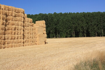 fardos de paja recogidos en campo de cultivo de trigo