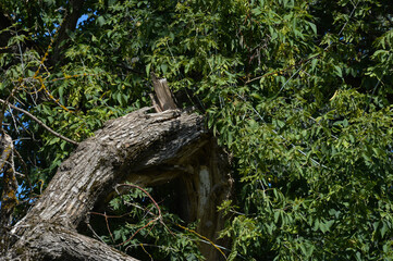 a broken tree branch. the bark of the trunk. background for the design.