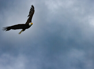 Eagles