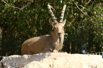 Goats live in a nature reserve in the Negev desert.