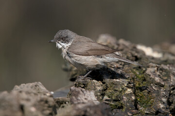 Lesser Whitethroat after his bath Hungary.
