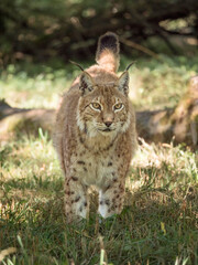 Naklejka na ściany i meble Lynx boréal dans un environnement forestier
