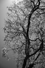 photo of the sunbeam and a tree in black and white