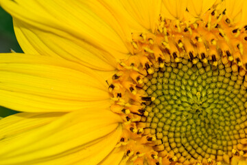 summer sunny day in the field with sunflowers. beautiful detail of a bright sunflower.