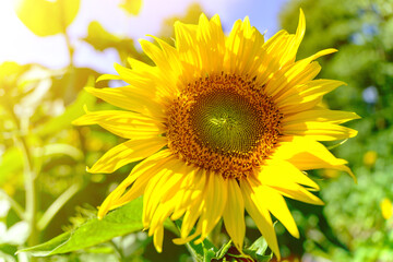 summer sunny day in a field with sunflowers. beautiful head of a bright sunflower in the rays of the sun.