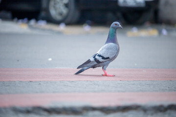 pigeon in the city