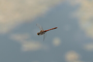 Fototapeta na wymiar dragonfly on a blue sky