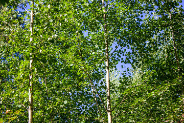 Birch Grove. Birch trees weeds, thickets. Nature overgrown birch.