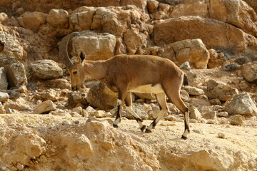 Goats live in a nature reserve in the Negev desert.