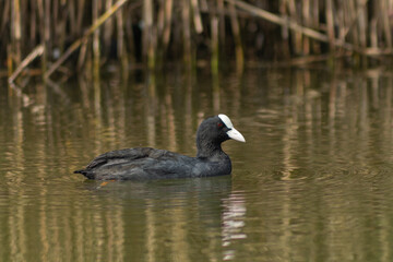 black headed goose