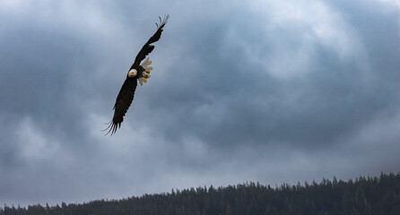 Eagles