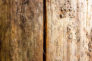 Obraz premium Old dry stump texture, background.Old rotten stump. Authentic dried cracked wood.