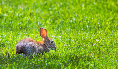 Rabbit