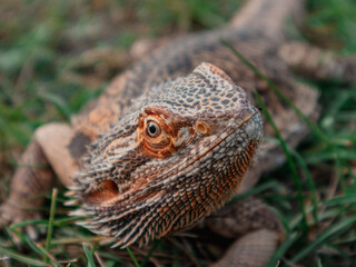 Bearded dragon closeup 