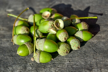 Green acorns on a gray background of an old wooden table.