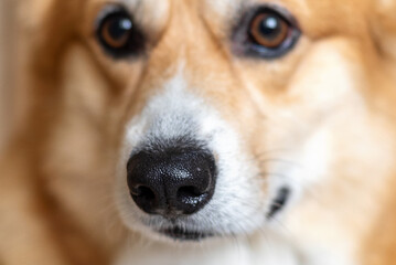 Close up face of ginger Pembroke Welsh Corgi dog, selective focus on nose
