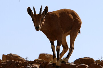 Goats live in a nature reserve in the Negev desert.