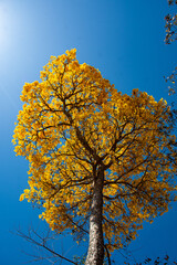 photo of a Brazilian tree named Ipê Amarelo