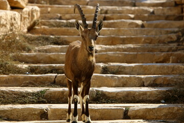Goats live in a nature reserve in the Negev desert.