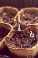 Close-up of green seedlings in biodegradable pots on the windowsill. Green plants in peat pots. Young plants are sown in small pots. Trays for agricultural seedlings. High quality photo