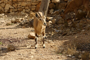 Goats live in a nature reserve in the Negev desert.