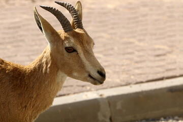 Goats live in a nature reserve in the Negev desert.