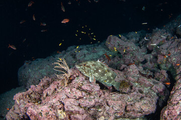 Fototapeta na wymiar Epinephelus dolabriformis near Malpelo island. Starry grouper is lying on the bottom. Marine life.