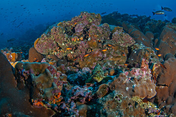 Plakat Epinephelus dolabriformis near Malpelo island. Starry grouper is lying on the bottom. Marine life.