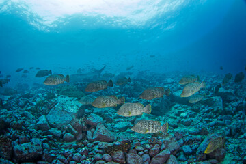 Dermatologist dermatologist near Malpelo island. Bass are swimming in shoal. Marine life.