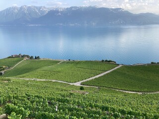 Vineyard in Vevey, Switzerland on Lake Geneva 