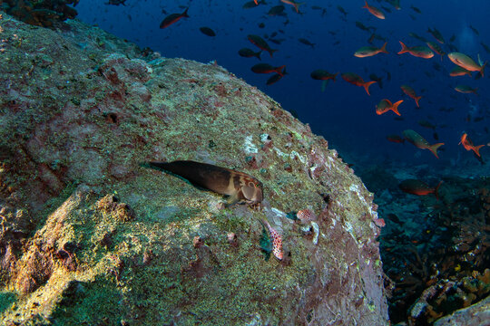 Panamic fanged blenny is lying on the rock. Ophioblennius steindachneri next to Malpelo island. Marine live. 