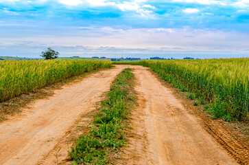 Rural road in the middle of wheat plantation