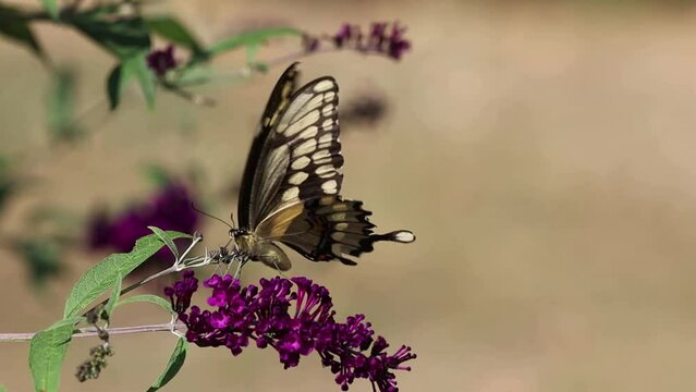 Giant Swallowtail Butterfly, Papilio Cresphontes, largest butterfly in North America, on purple Butterfly Bush Flower
