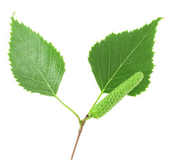Top view of green birch buds and leaves isolated on a white background