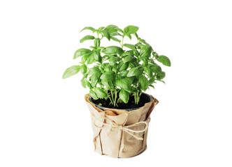 Fresh basil in a pot isolated on white background