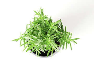 Fresh rosemary in a pot isolated on white background