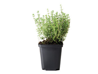 Fresh thyme isolated on white background